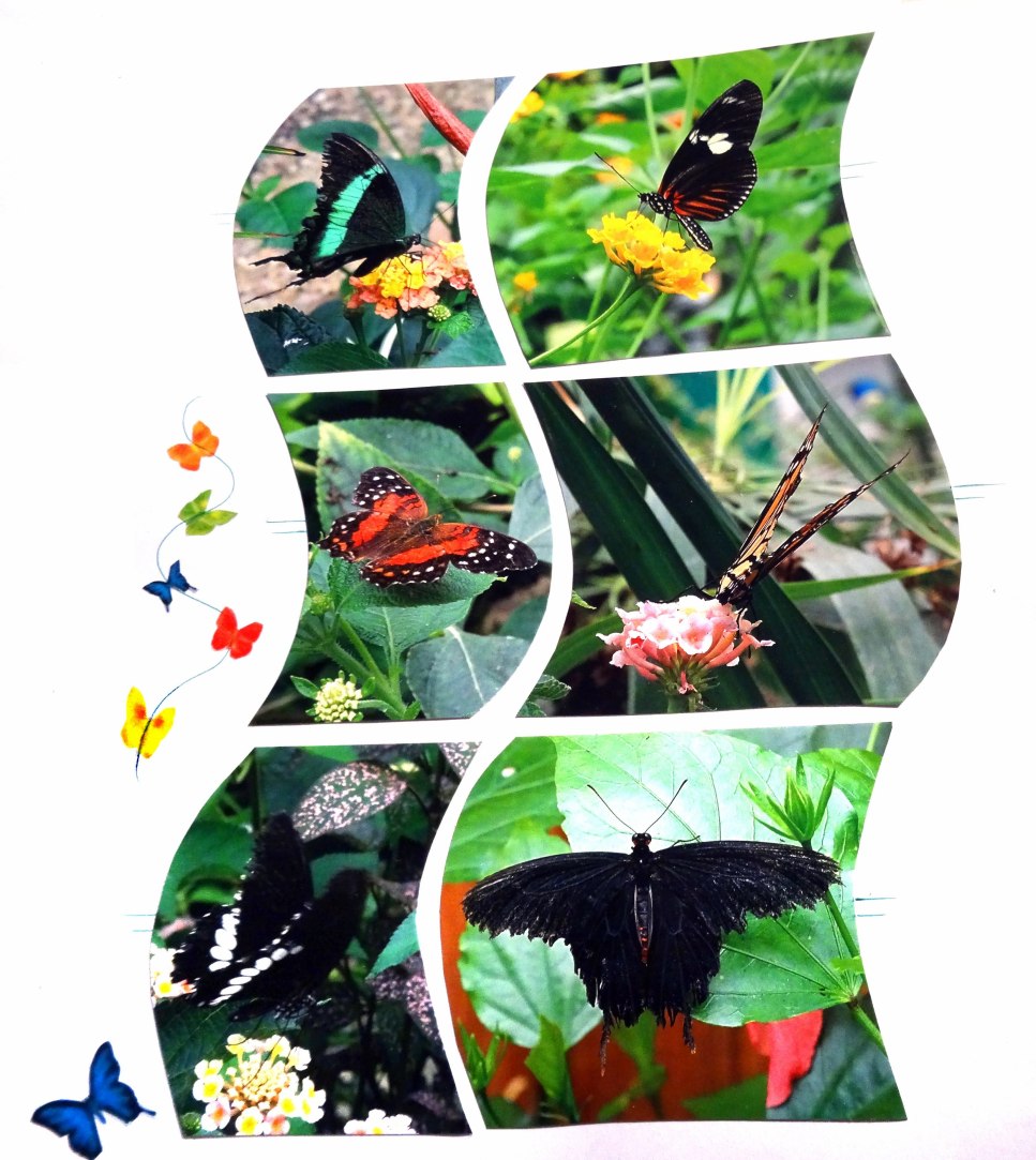 Scrap5-Papillon