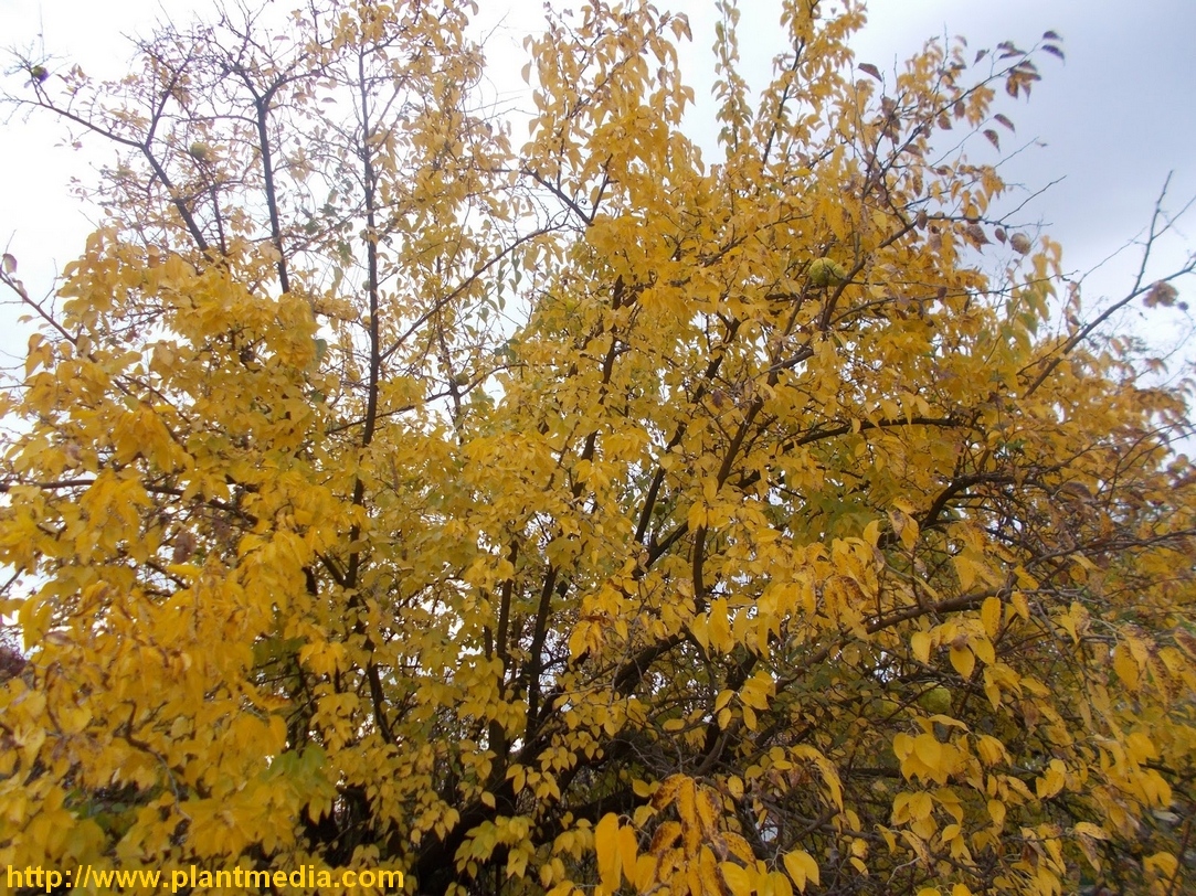 l'arbre : pomifera pendant l’automne
