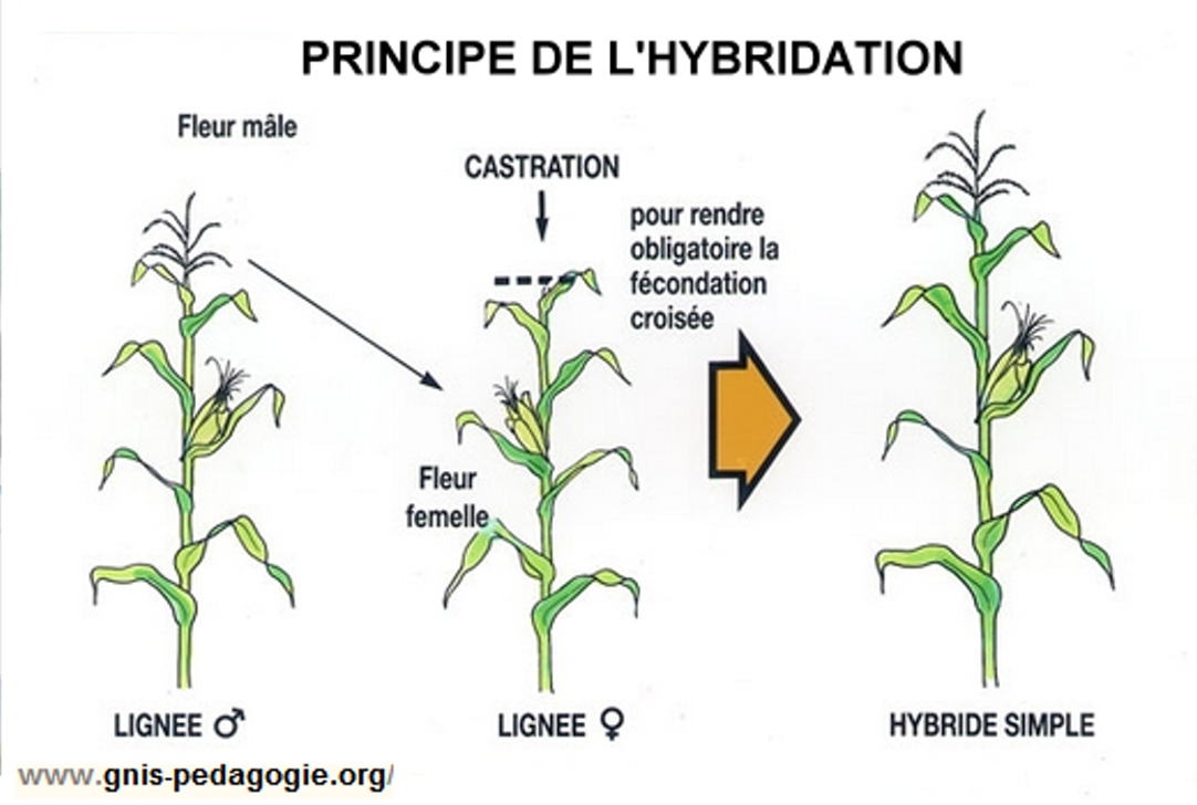 principe de l'hybridation