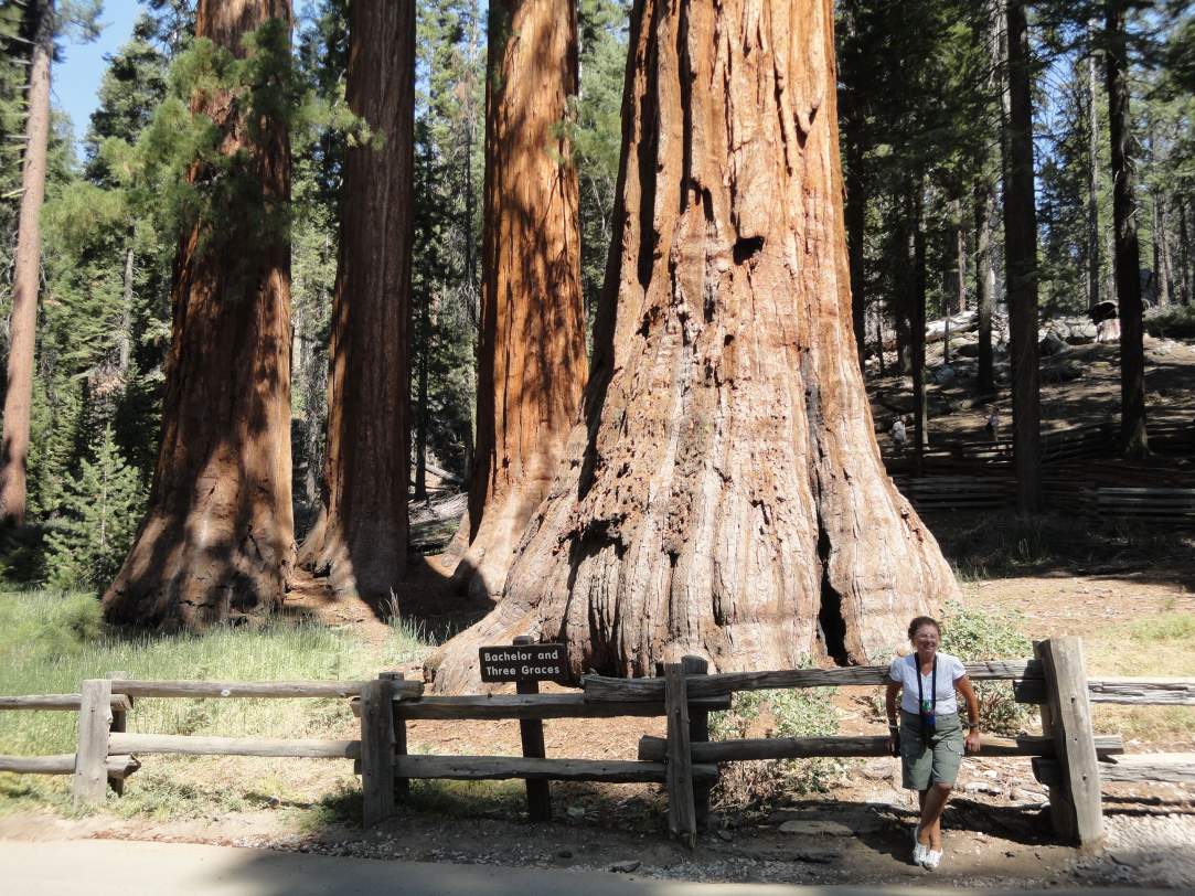 Aux USA, les séquoias peuvent vivre 3000 ans