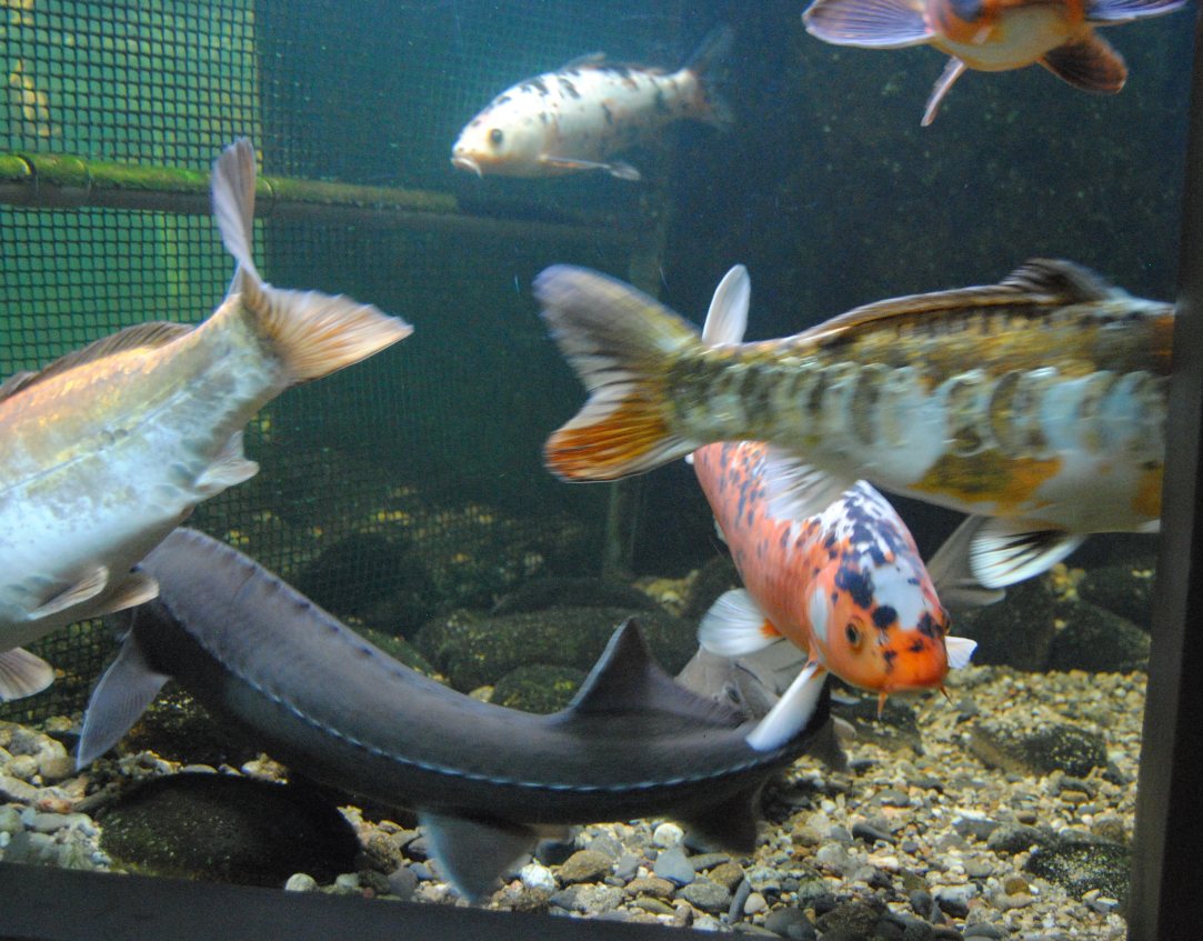 l’aquarium de la Maison du Saumon et de la Rivière (Brioude)