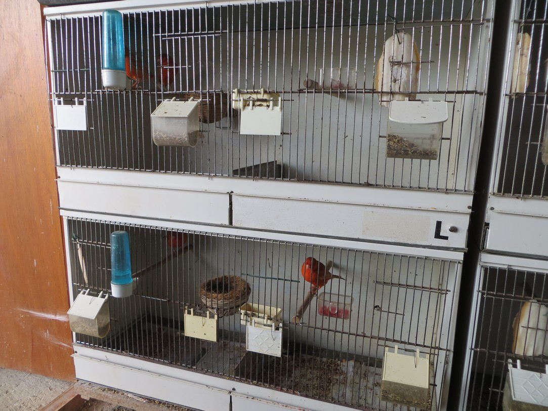 Cages d’élevage avec couples en reproduction