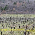 26_01_18_04_mft_vignerons