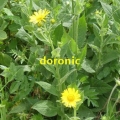 26_06_03_14_cp_besse_doronic