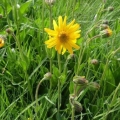 26_06_03_47_cp_besse_arnica