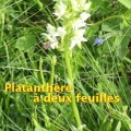 26_06_03_51_cp_besse_platanthere-a-2-feuilles