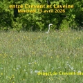26_04_15_01_cm_crevant_laveine