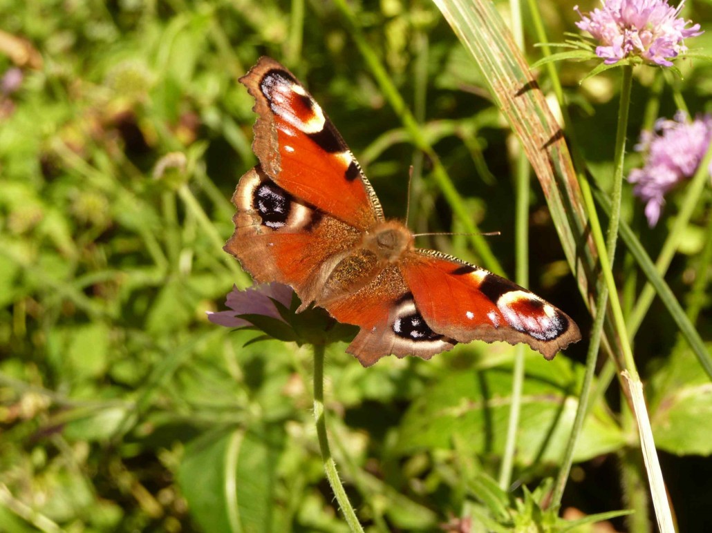 Randonnées avec Ceyrat Boisséjour Nature
