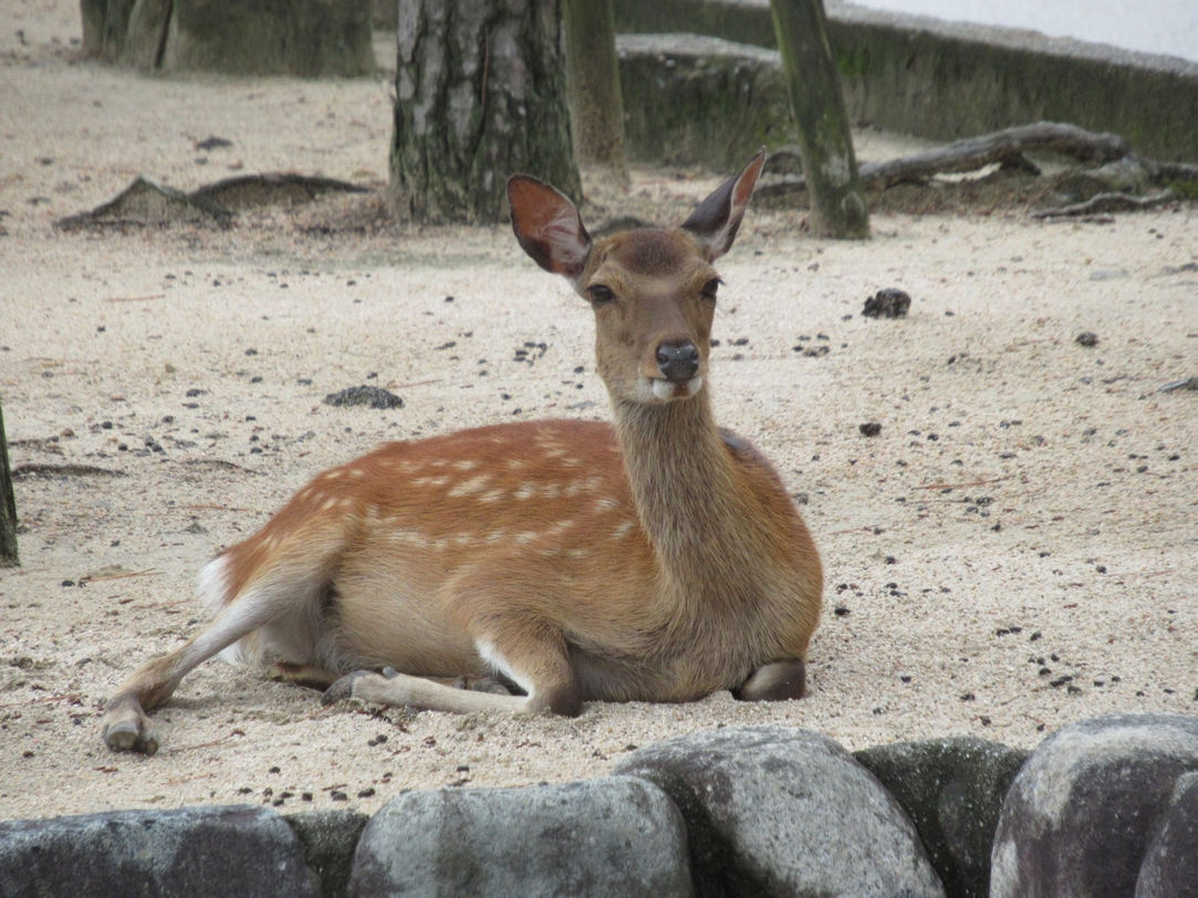 Les biches dorment sur la plage (Miyajima, 26 juillet 2017)