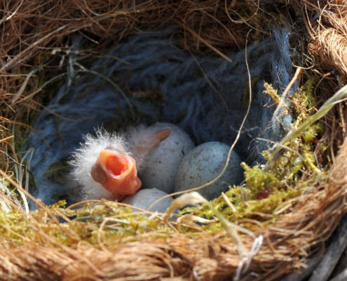 oisillon sorti de l’œuf sur une couvée de 4 œufs