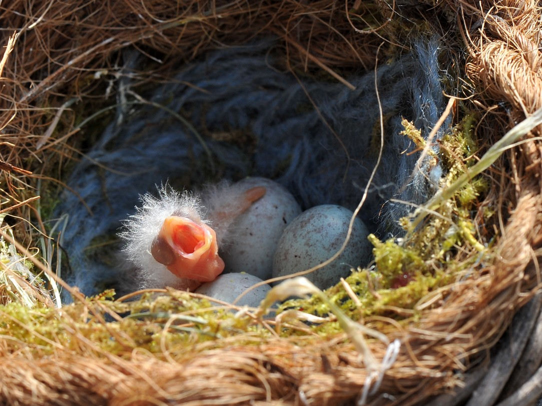 oisillon sorti de l’œuf sur une couvée de 4 œufs