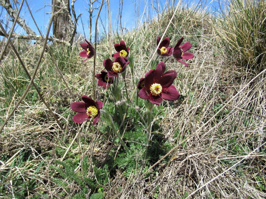 anémones pulsatilles